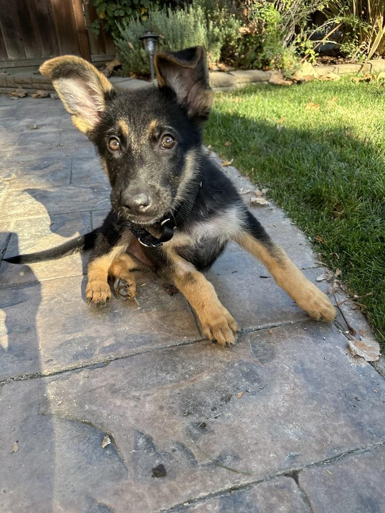 Enlarge Rocket, a Adoptable German Shepherd Dog in Palo Alto, CA image 5/6