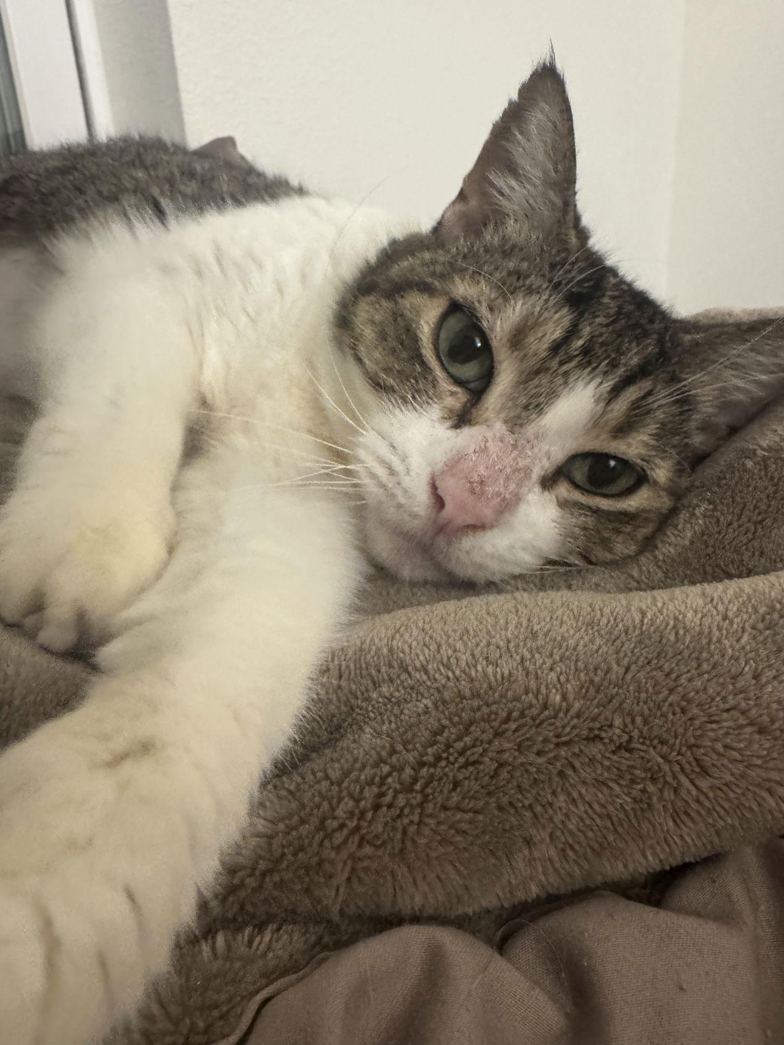 Enlarge Lady Byrd, a Adoptable Domestic Short Hair in Satellite Beach, FL image 1/3