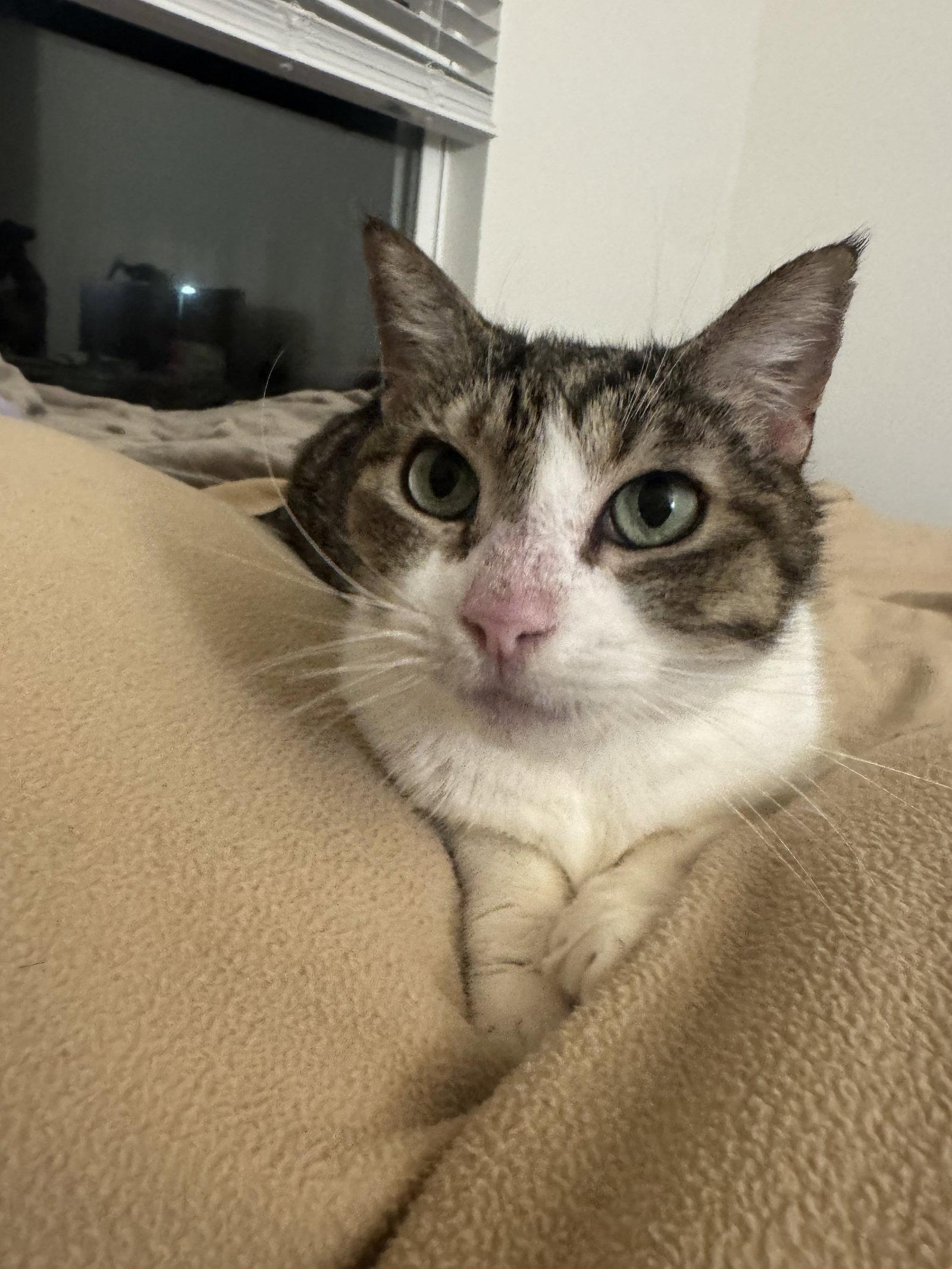 Enlarge Lady Byrd, a Adoptable Domestic Short Hair in Satellite Beach, FL image 2/3