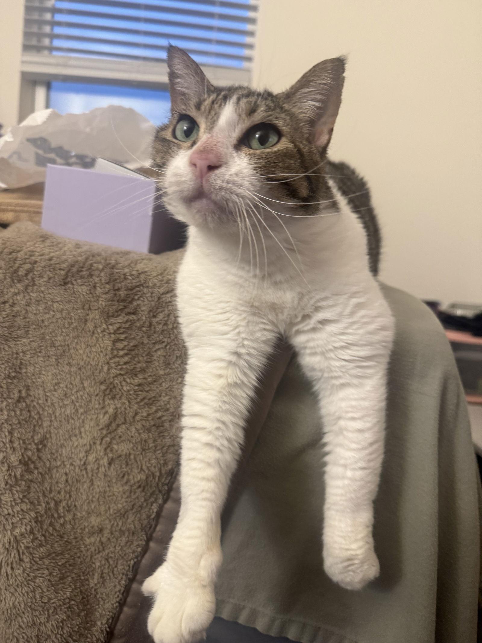 Enlarge Lady Byrd, a Adoptable Domestic Short Hair in Satellite Beach, FL image 3/3