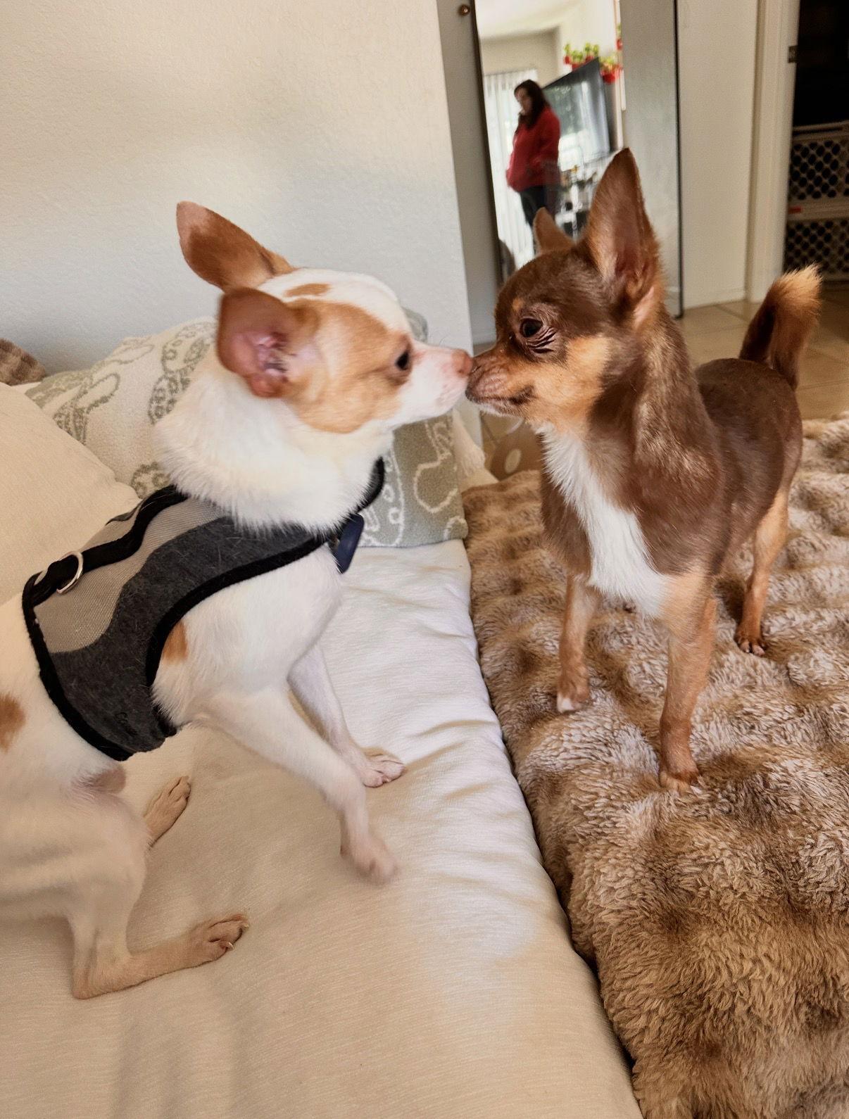 Enlarge Pluto, a Adoptable Chihuahua in Capistrano Beach, CA image 2/3