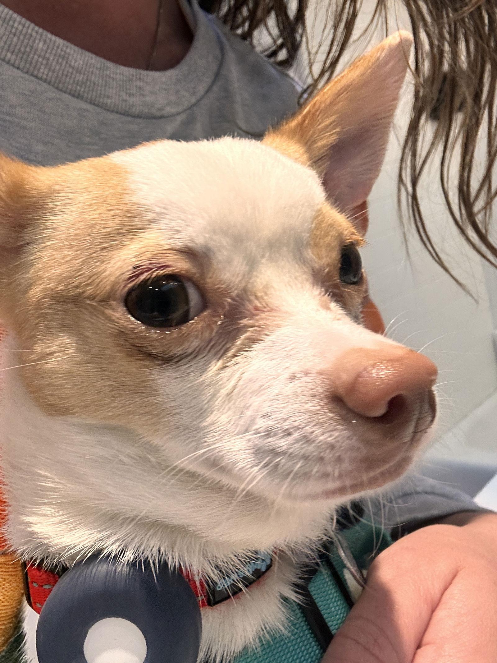 Enlarge Pluto, a Adoptable Chihuahua in Capistrano Beach, CA image 3/3