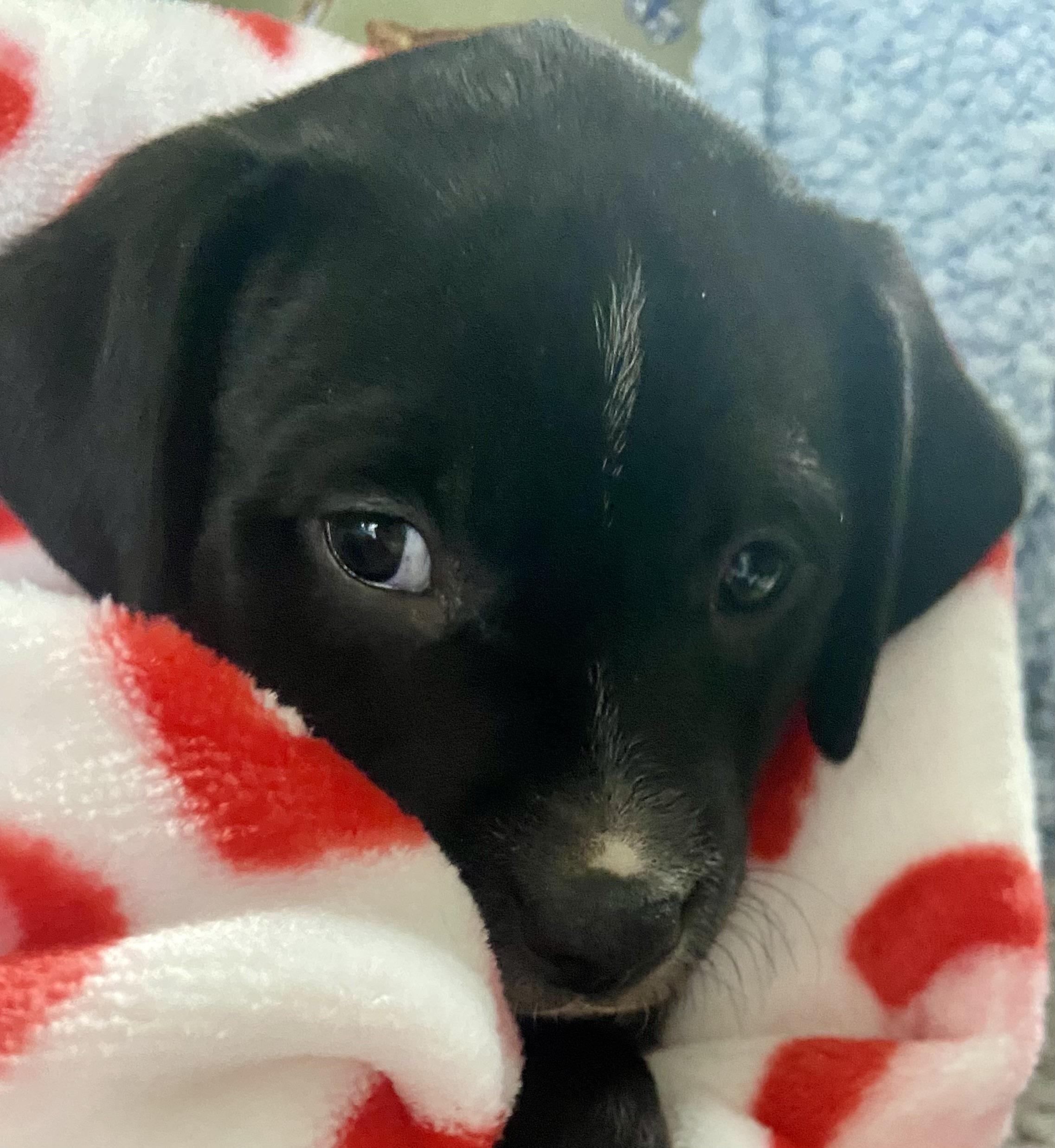 Enlarge Mac Daddy, a Adoptable mixed breed in New Albany, OH image 1/1