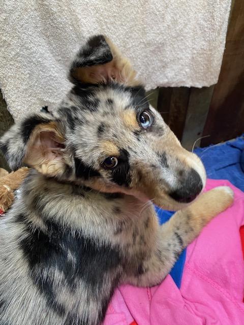 Murphy, Adoptable, Young Male Catahoula Leopard Dog & Shepherd.