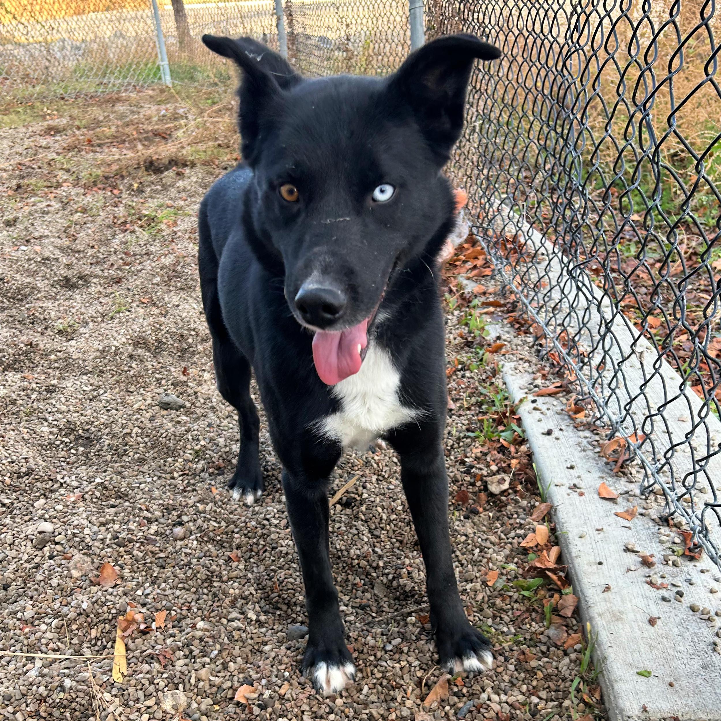 Hope, a ADOPTABLE mixed breed in Lindon, UT image 1/5