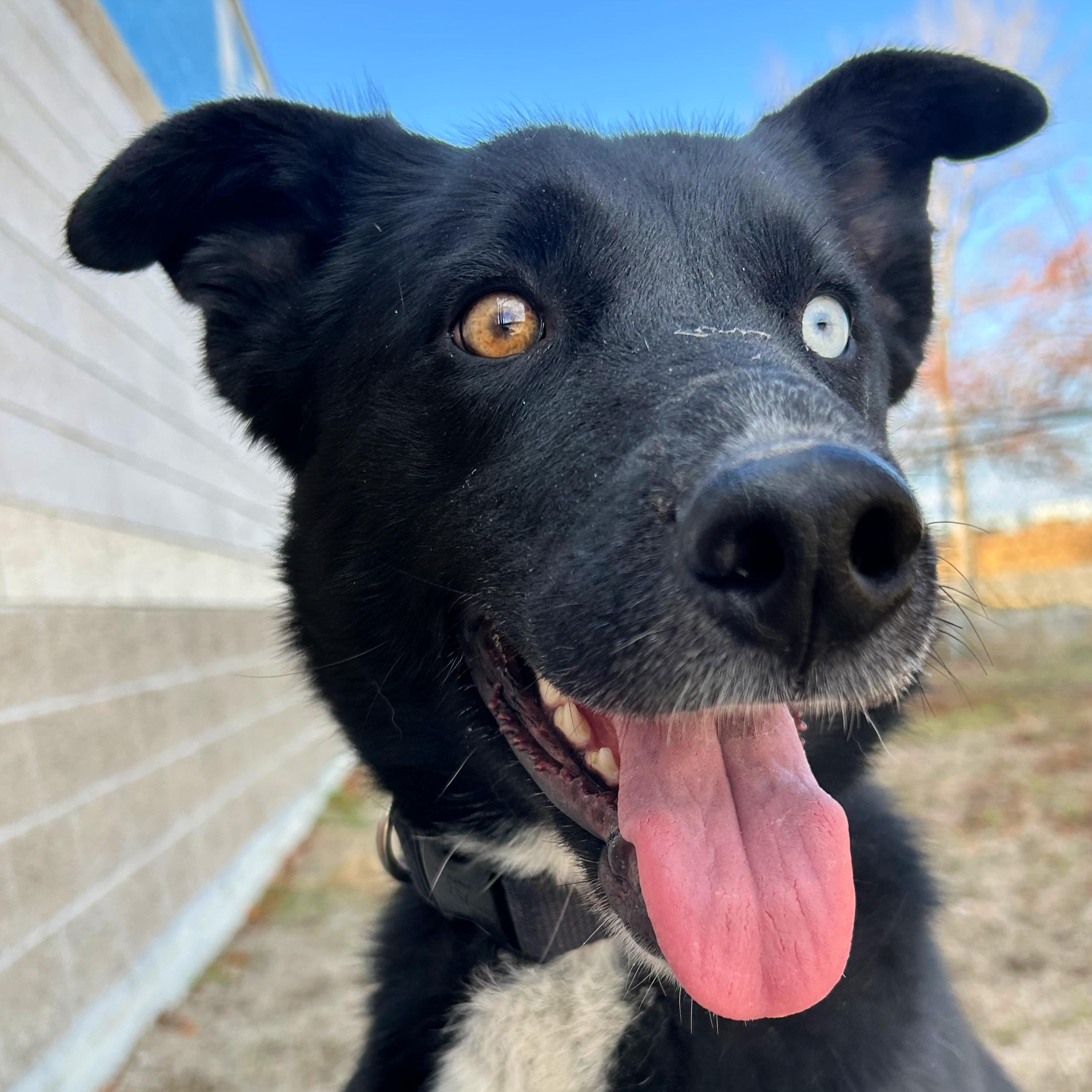Hope, a ADOPTABLE mixed breed in Lindon, UT image 2/5