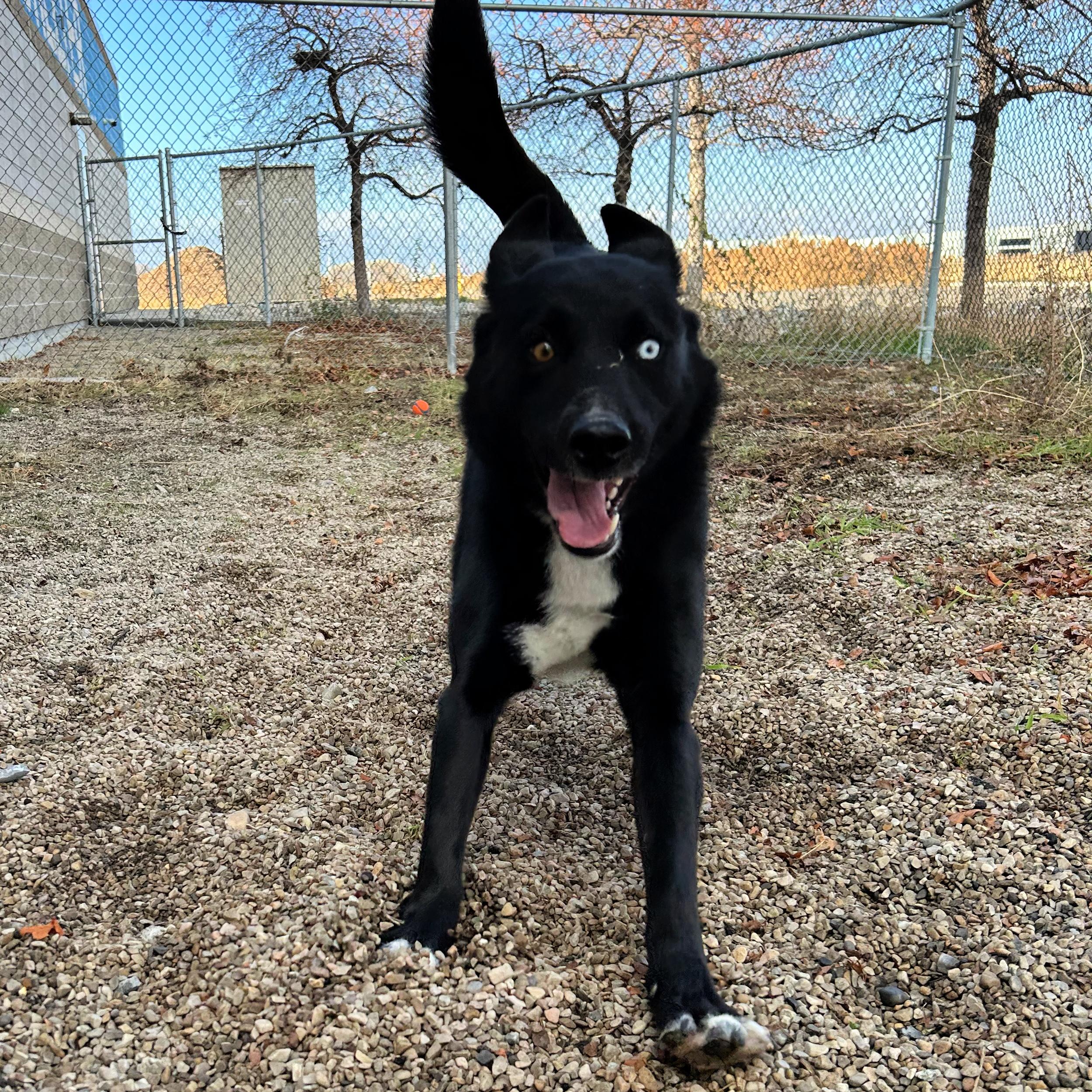 Hope, a ADOPTABLE mixed breed in Lindon, UT image 3/5
