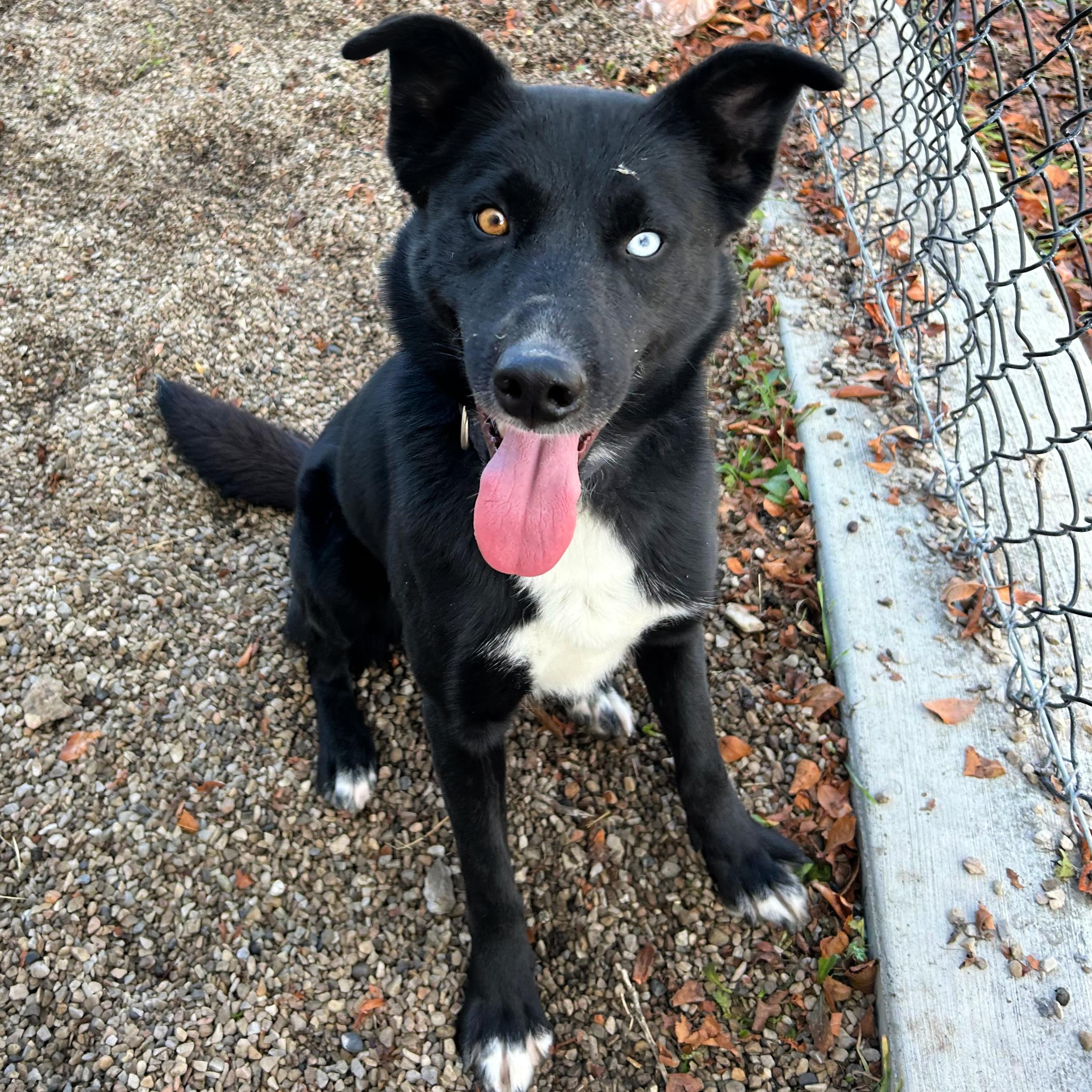 Hope, a ADOPTABLE mixed breed in Lindon, UT image 4/5