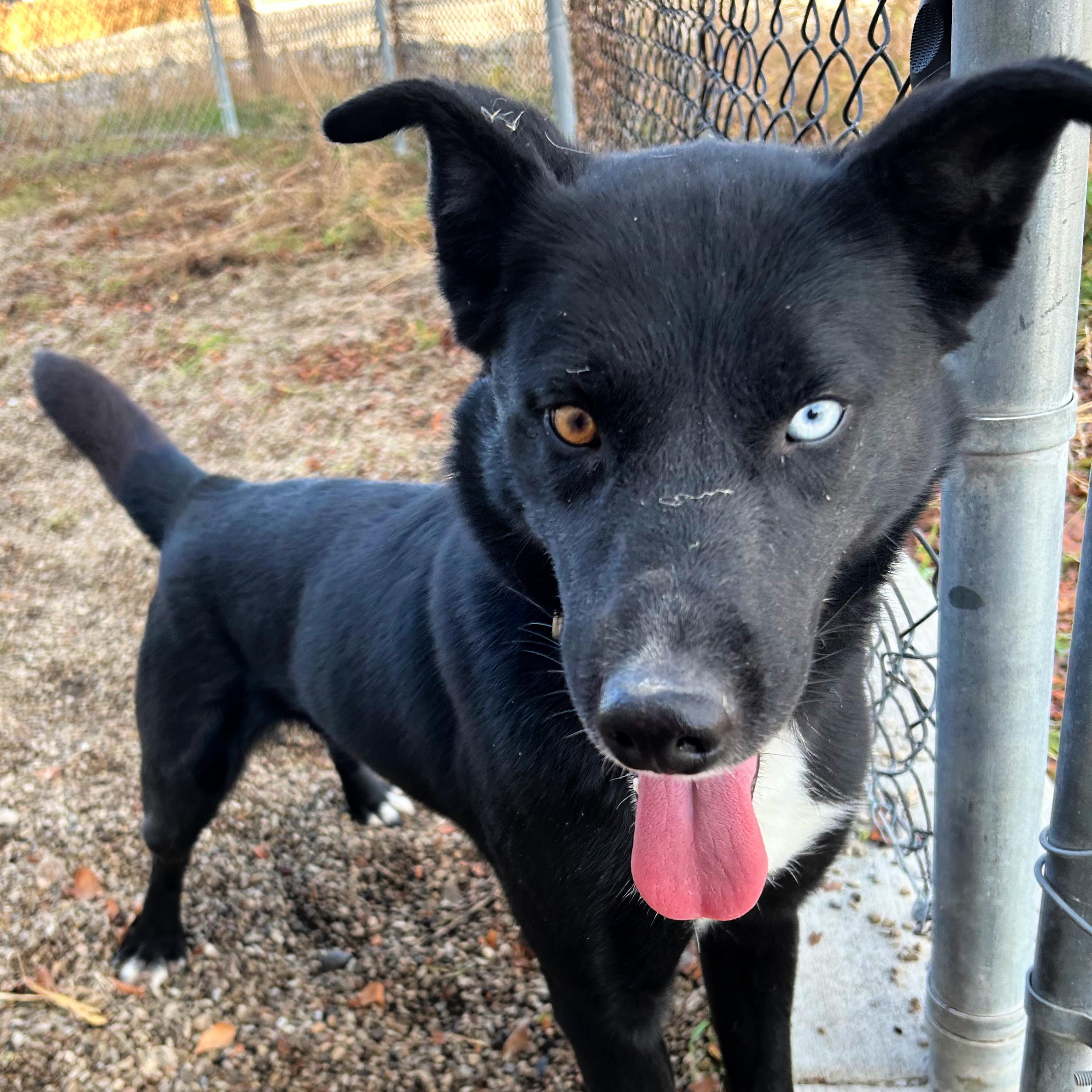 Hope, a ADOPTABLE mixed breed in Lindon, UT image 5/5