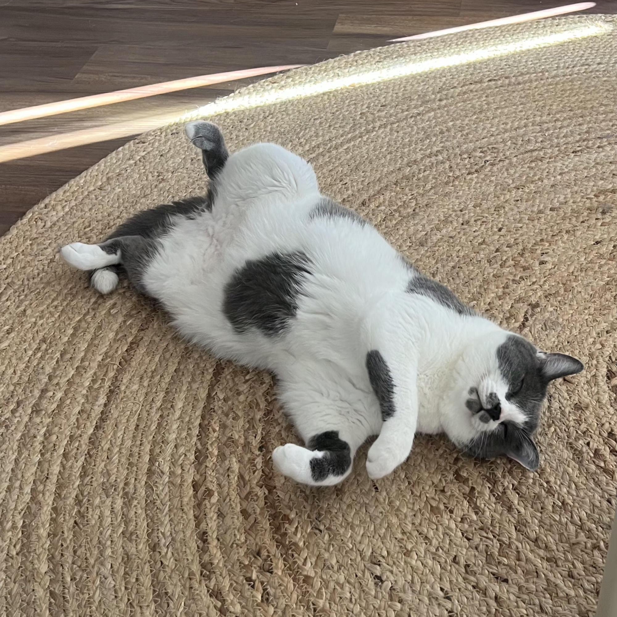 Enlarge Churchill, a ADOPTABLE Domestic Short Hair in Irvine, CA image 5/6