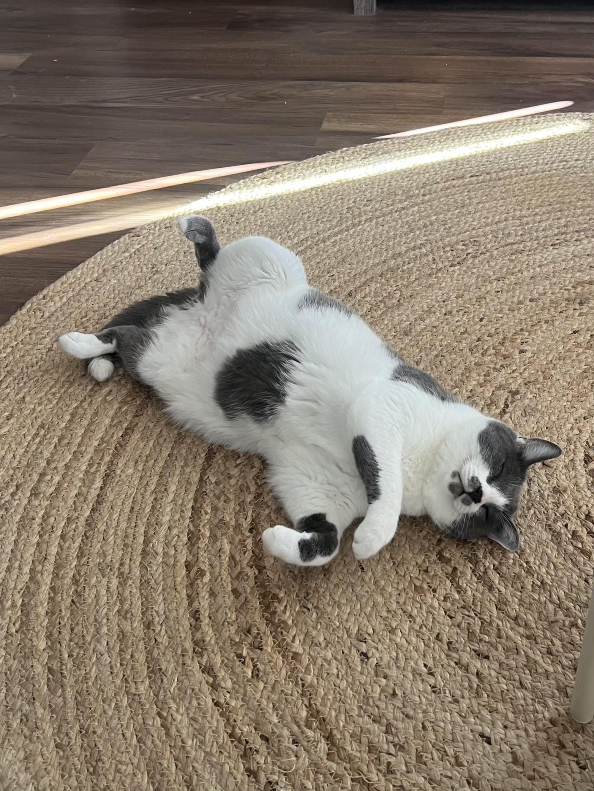 Enlarge Churchill, a ADOPTABLE Domestic Short Hair in Irvine, CA image 5/5