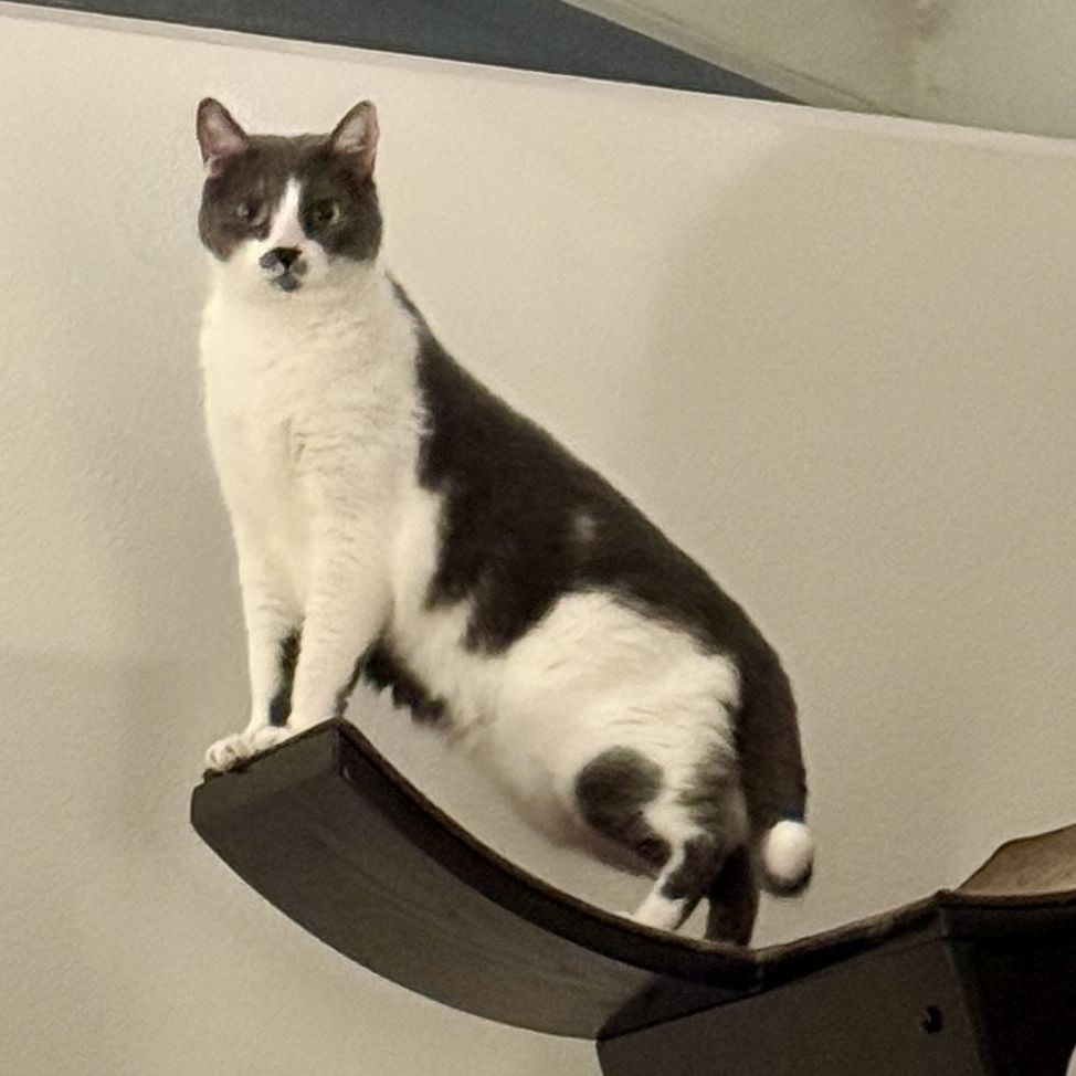 Enlarge Churchill, a ADOPTABLE Domestic Short Hair in Irvine, CA image 4/5