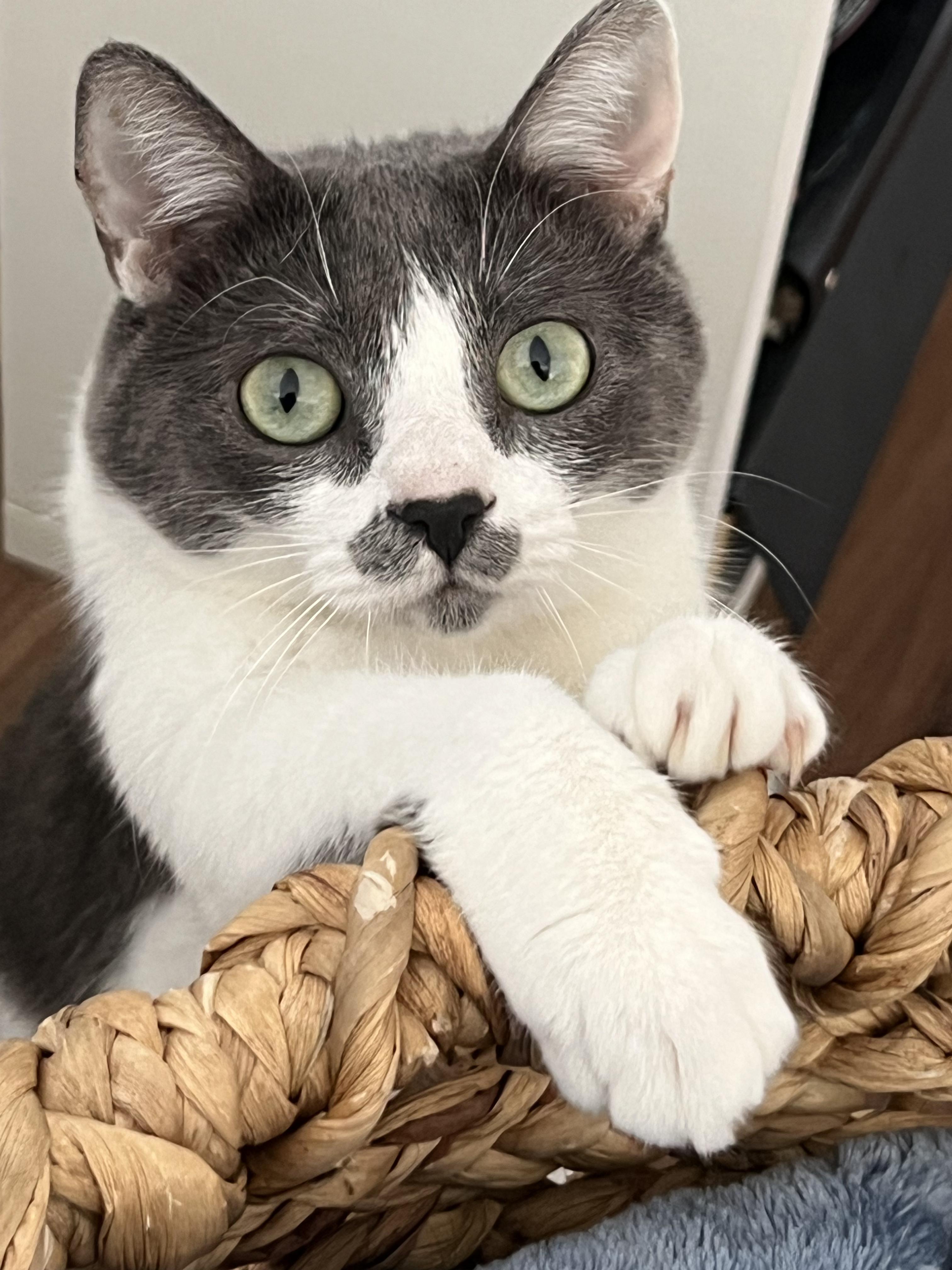 Enlarge Churchill, a ADOPTABLE Domestic Short Hair in Irvine, CA image 1/5