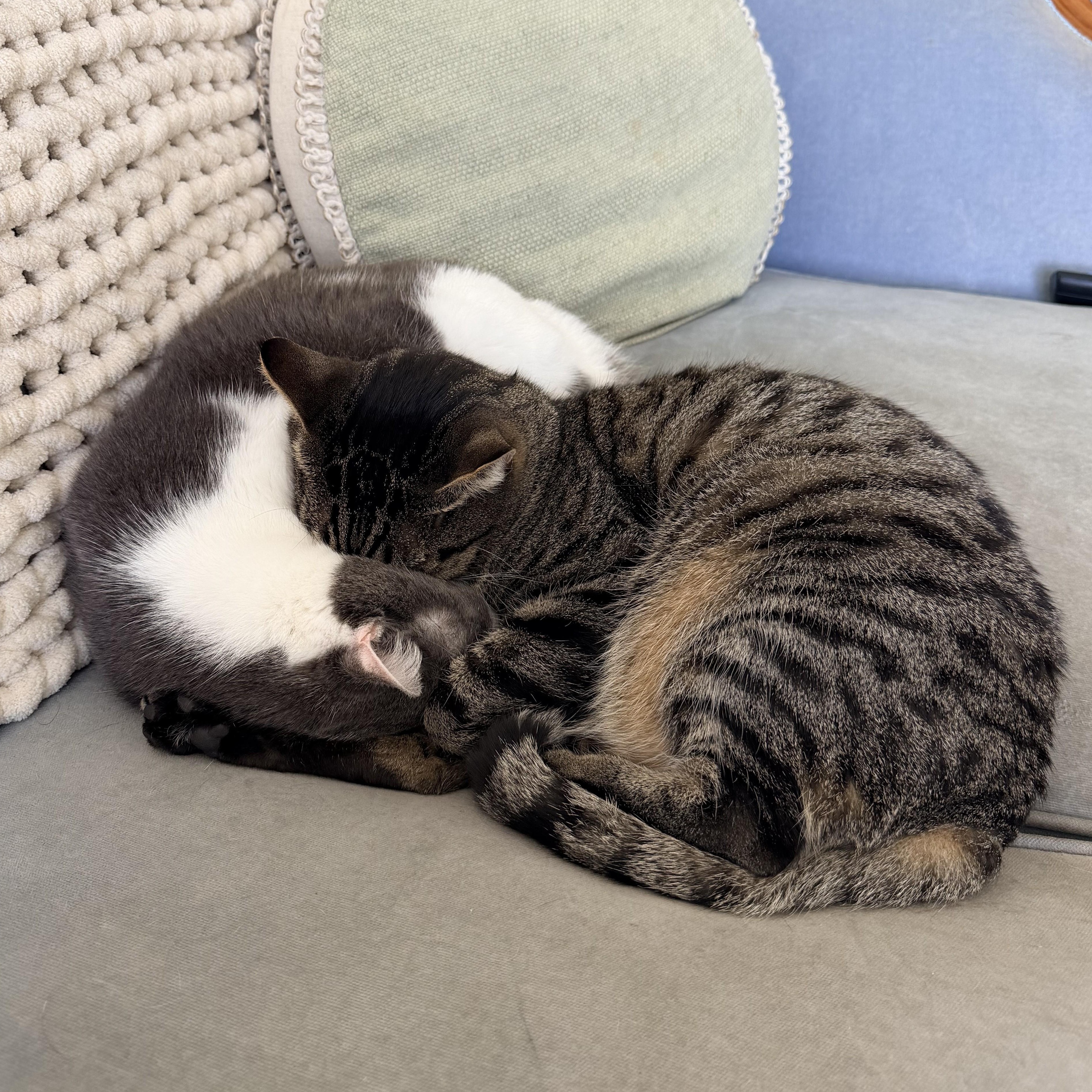 Enlarge Churchill, a ADOPTABLE Domestic Short Hair in Irvine, CA image 3/5