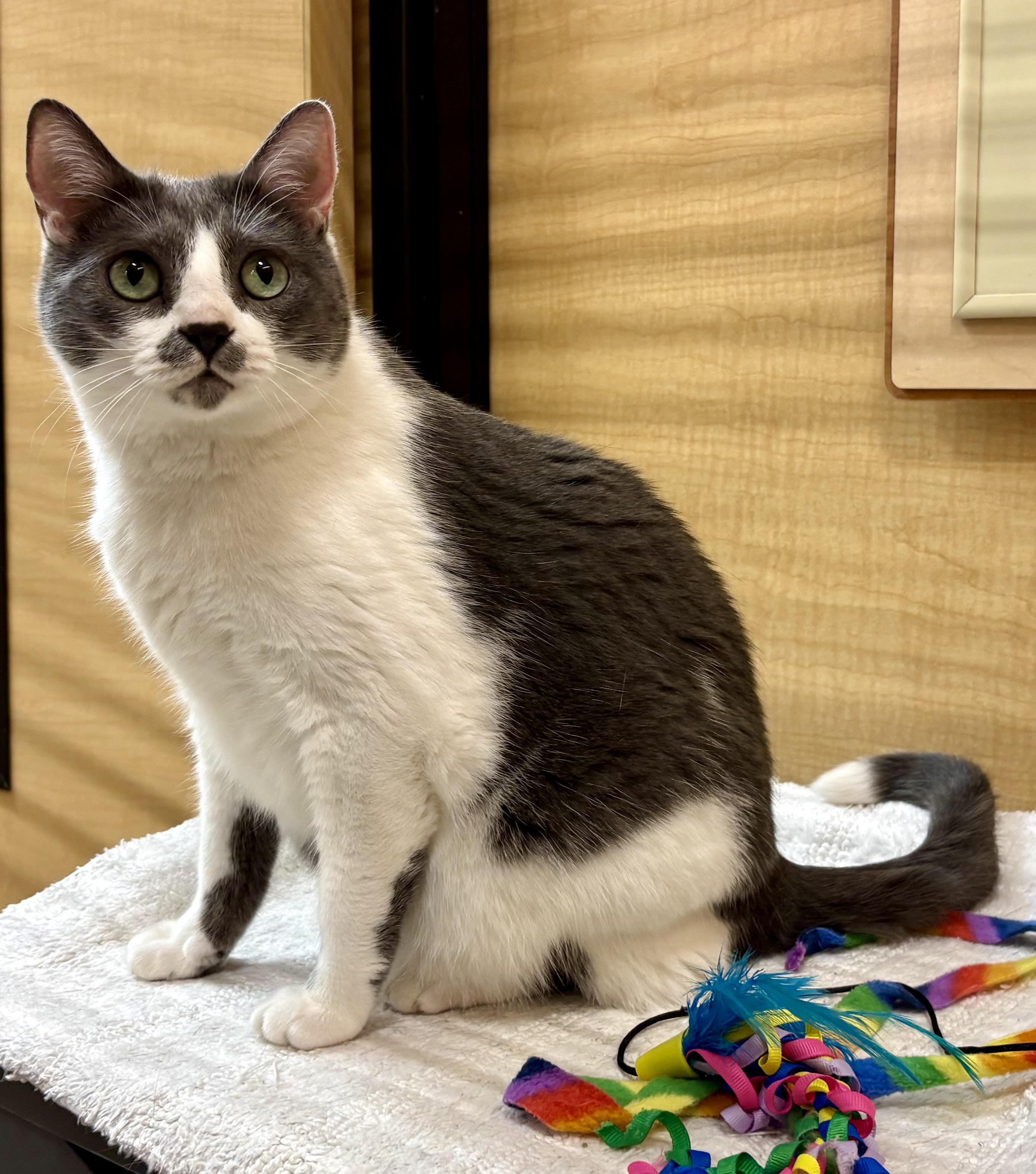 Enlarge Churchill, a ADOPTABLE Domestic Short Hair in Irvine, CA image 3/6