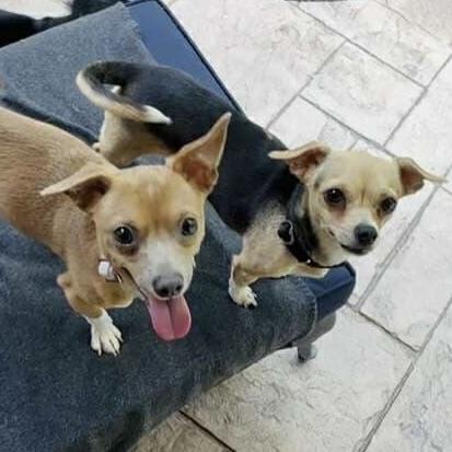 Mama Luna (20250801-02) ***Part of a Bonded Pair***