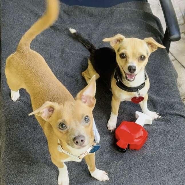 Mama Luna (20250801-02) ***Part of a Bonded Pair***