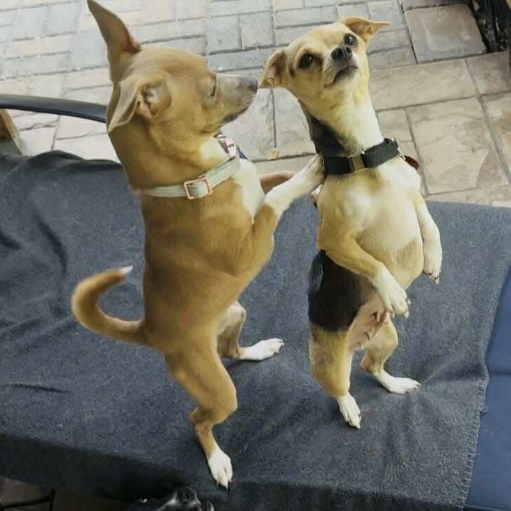 Mama Luna (20250801-02) ***Part of a Bonded Pair***