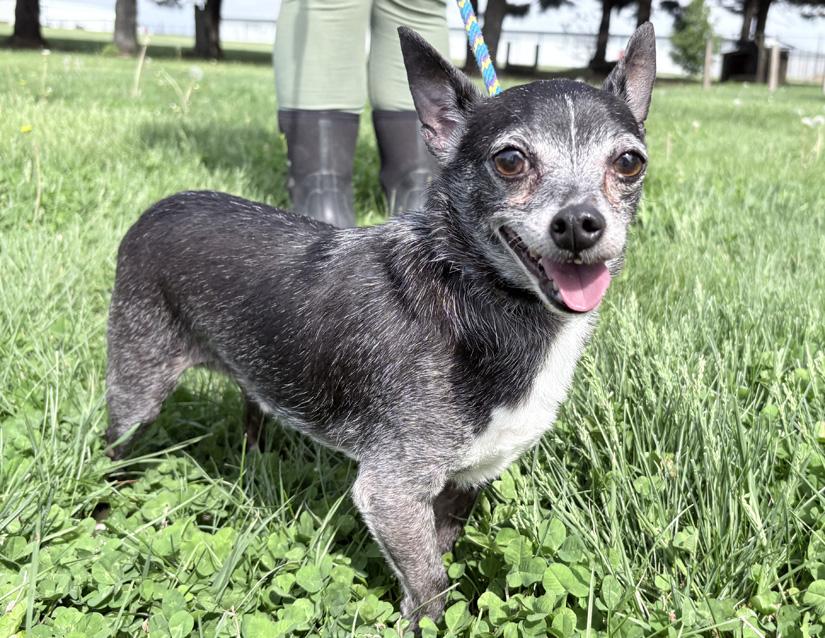 Cooper, an adopted Chihuahua in Columbus, IN image 2/2
