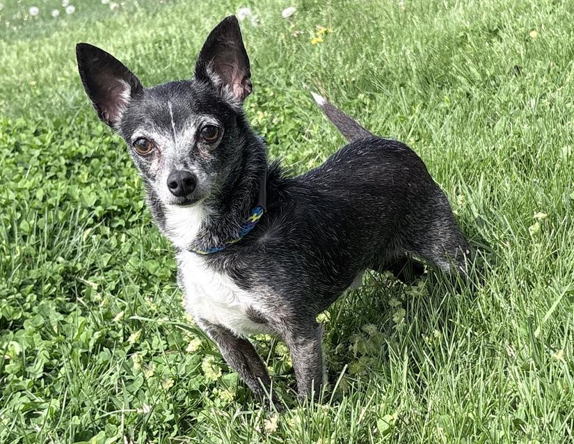 Cooper, an adopted Chihuahua in Columbus, IN image 1/2