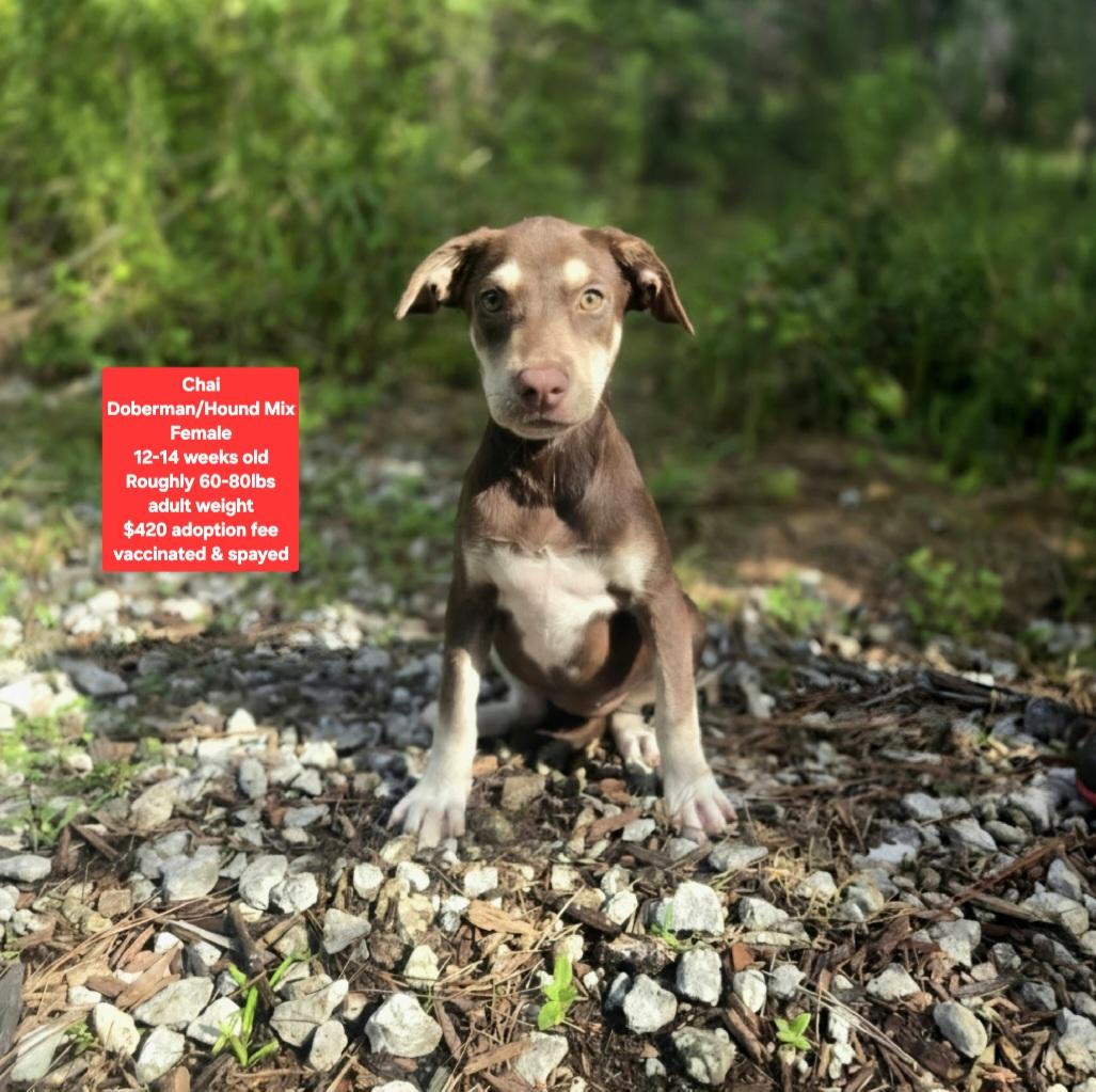 Chai, ADOPTABLE, Puppy Female Doberman Pinscher & Hound.