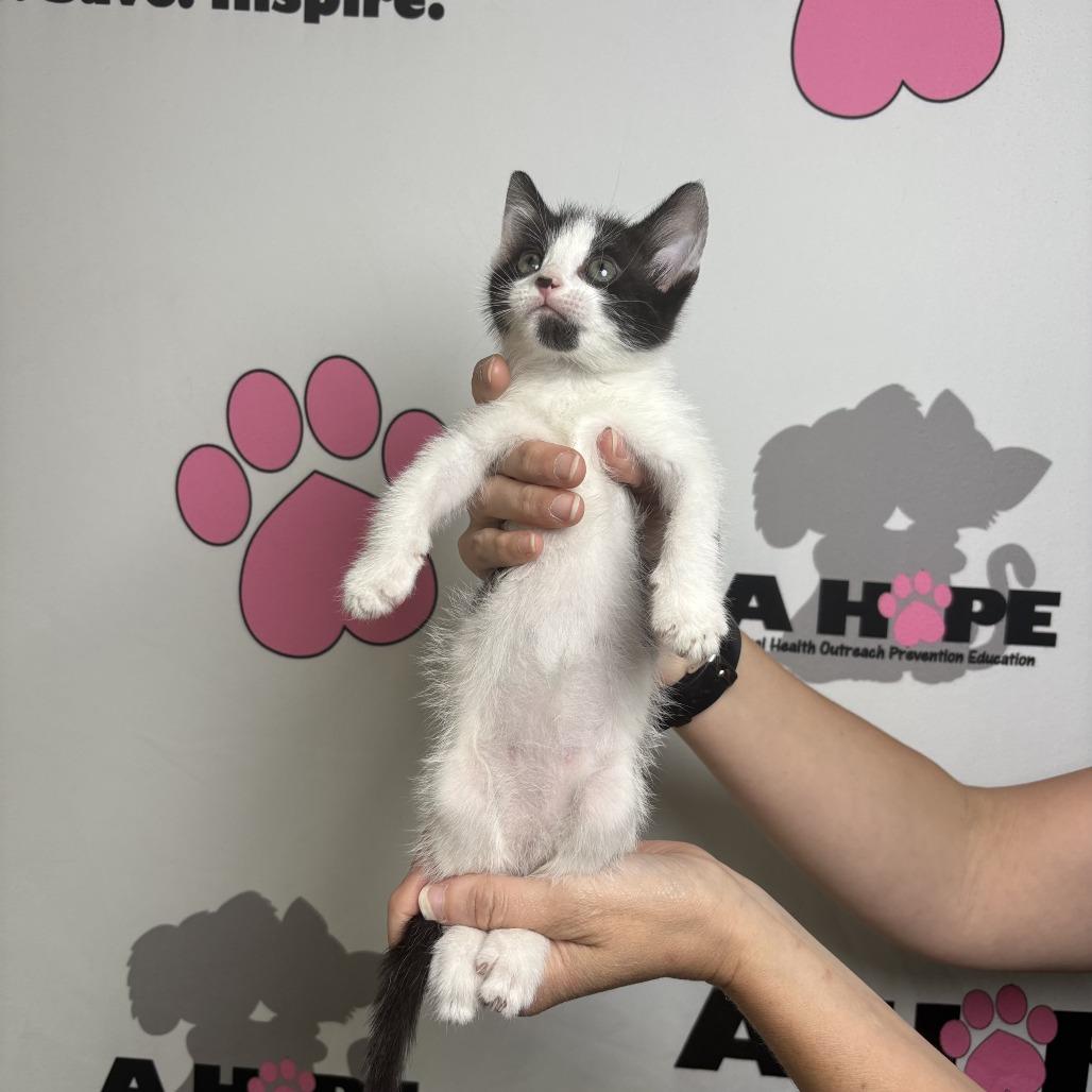 Pixel, Adoptable, Kitten Female American Shorthair.