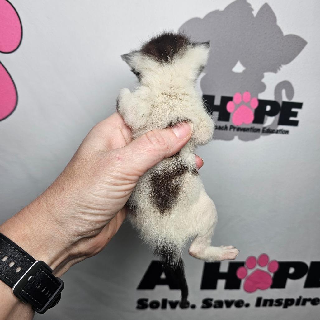 Enlarge Pixel, a Adoptable mixed breed in Milton, FL image 1/5