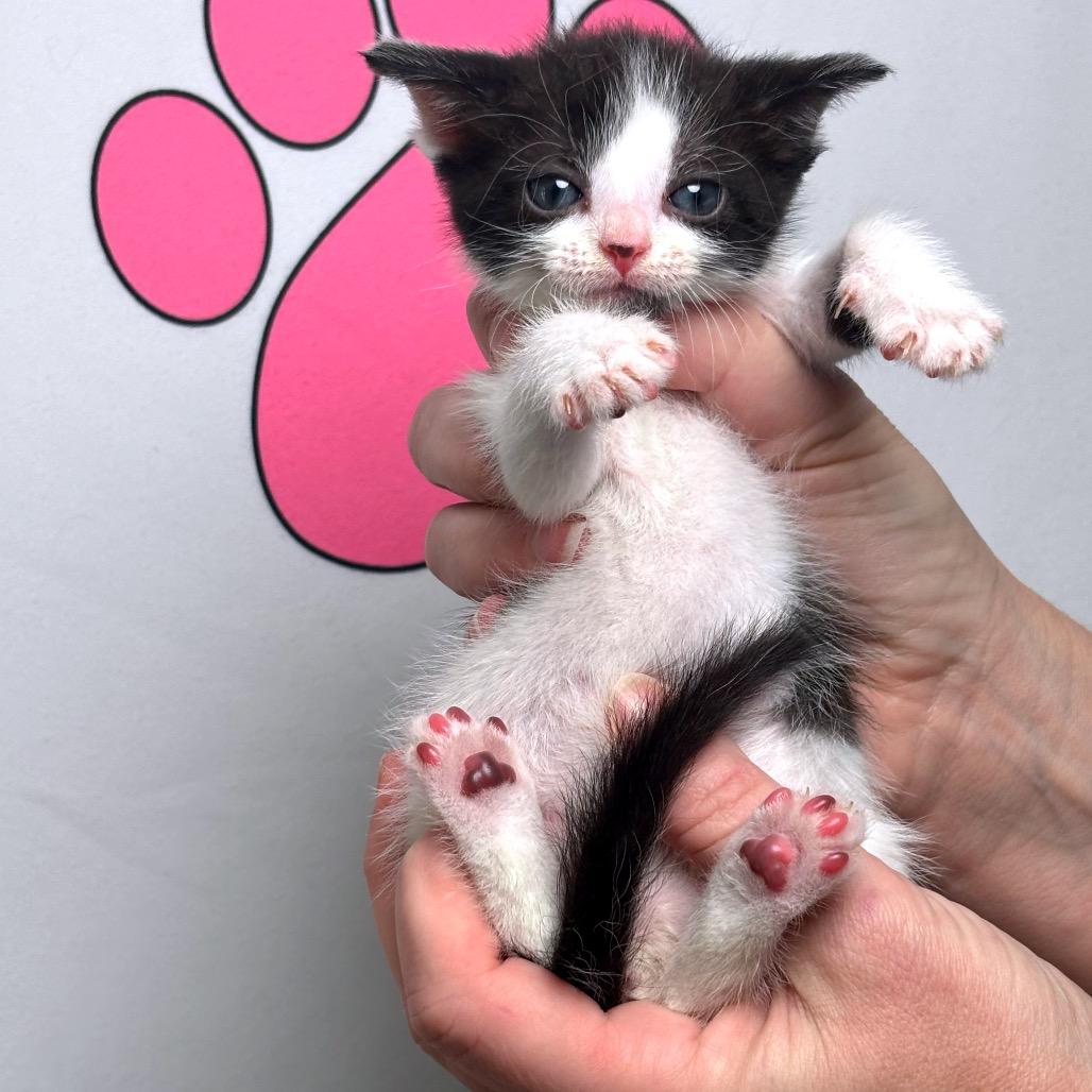 Enlarge Pixel, a Adoptable mixed breed in Milton, FL image 2/5