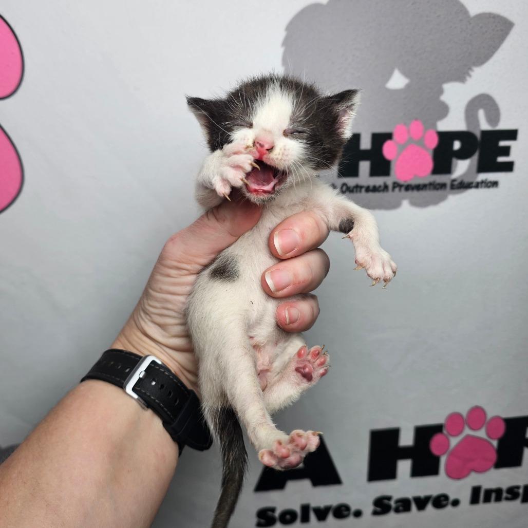 Enlarge Pixel, a Adoptable mixed breed in Milton, FL image 3/5