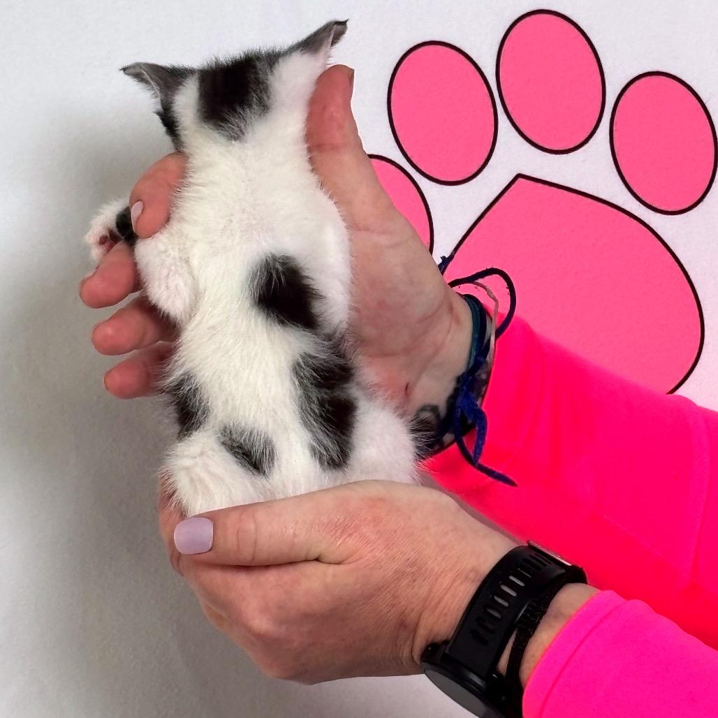 Enlarge Pixel, a Adoptable mixed breed in Milton, FL image 4/5