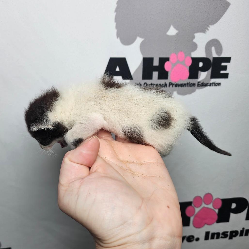 Enlarge Pixel, a Adoptable mixed breed in Milton, FL image 5/5