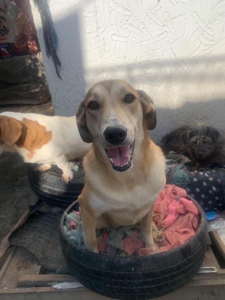 MELODY, Adoptable, Adult Female Labrador Retriever.