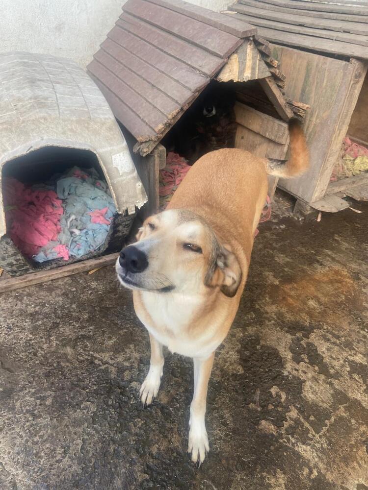 Enlarge MELODY, a Adoptable mixed breed in Langley, BC image 2/6