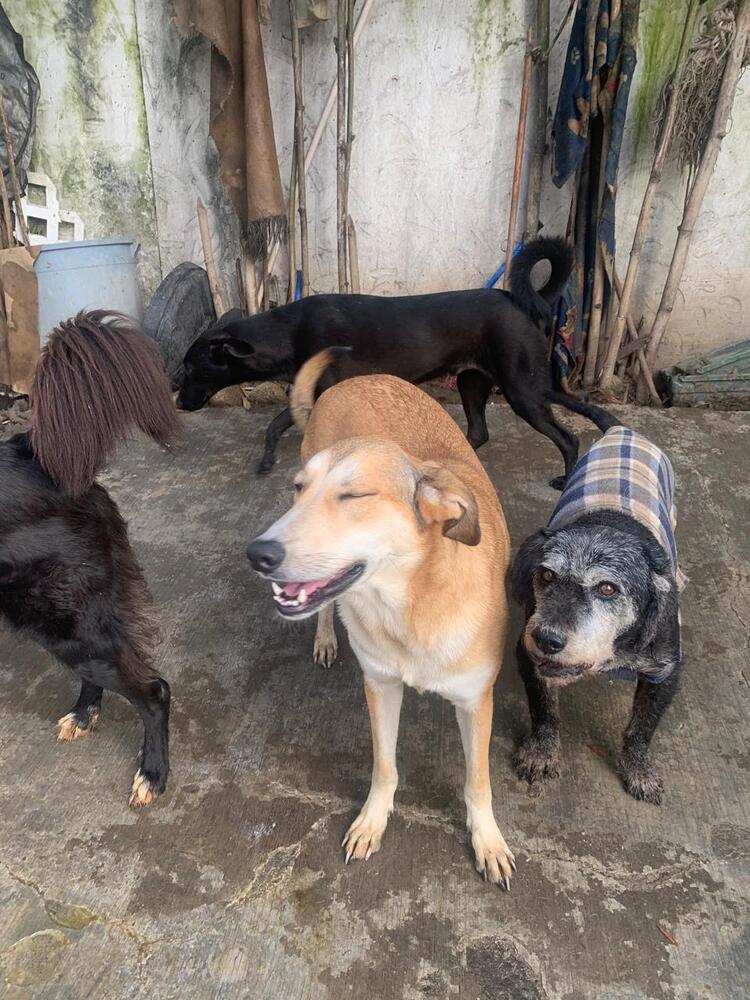 Enlarge MELODY, a Adoptable mixed breed in Langley, BC image 3/6