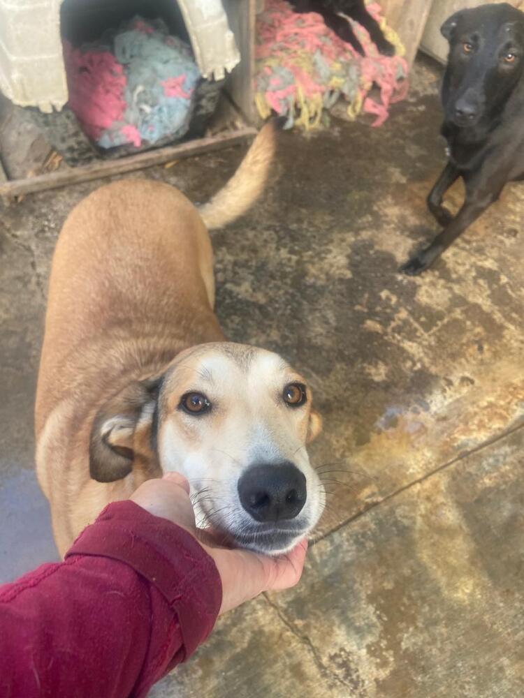 Enlarge MELODY, a Adoptable mixed breed in Langley, BC image 4/6