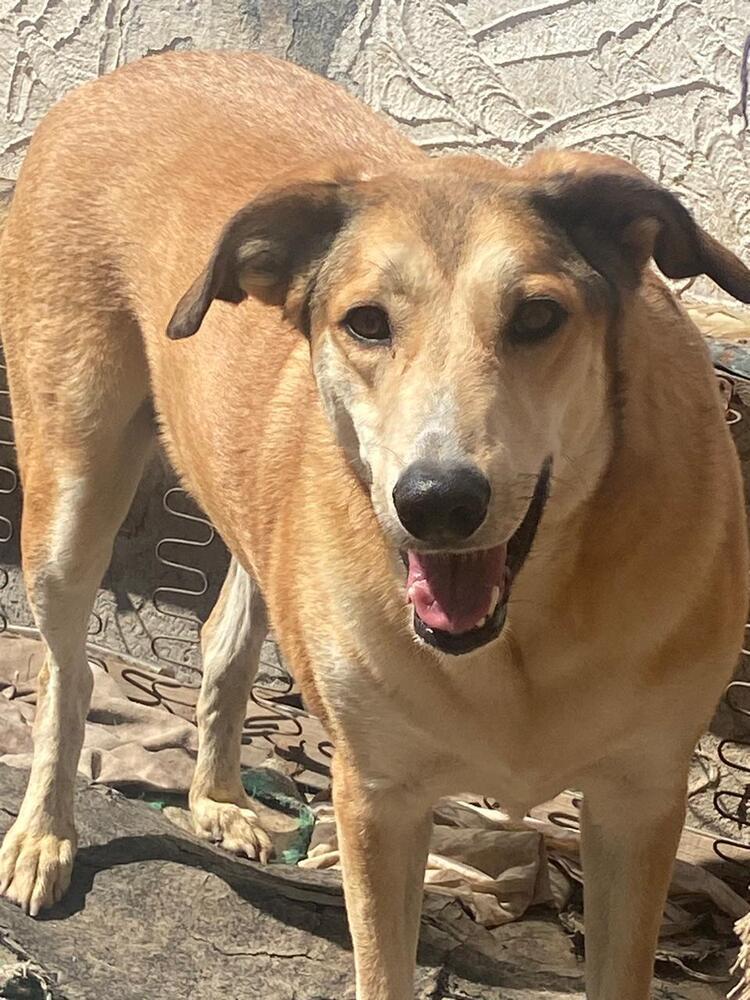 Enlarge MELODY, a Adoptable mixed breed in Langley, BC image 5/6