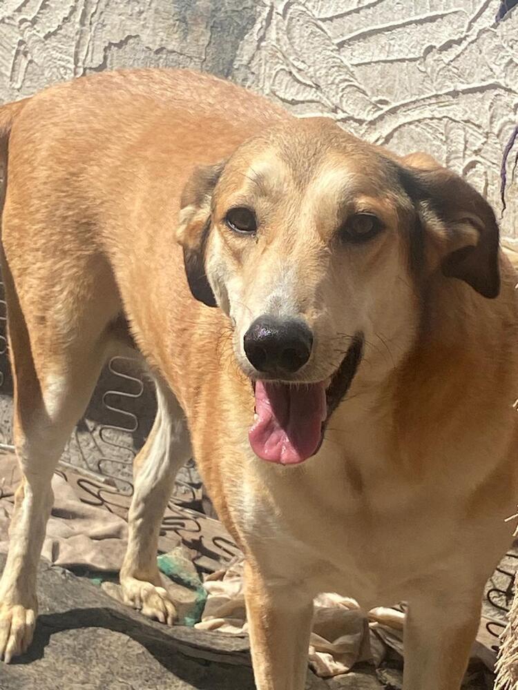 Enlarge MELODY, a Adoptable mixed breed in Langley, BC image 6/6