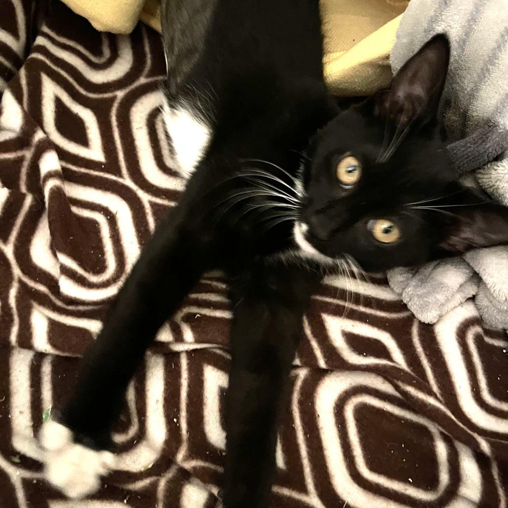 Baby Dot, Adoptable, Kitten Female Domestic Short Hair.