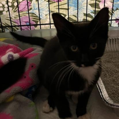 Enlarge Baby Dot, a Adoptable Domestic Short Hair in Atlanta, GA image 3/4