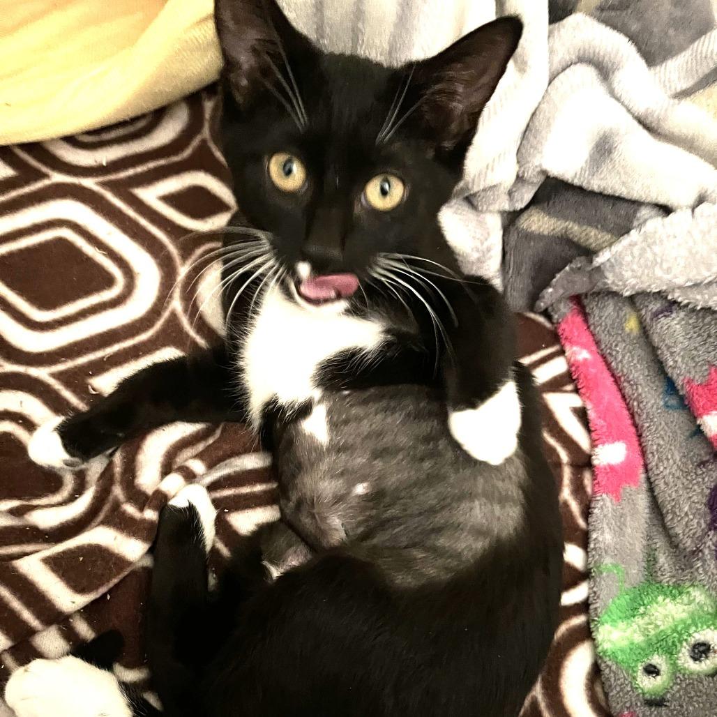 Enlarge Baby Dot, a Adoptable Domestic Short Hair in Atlanta, GA image 4/4