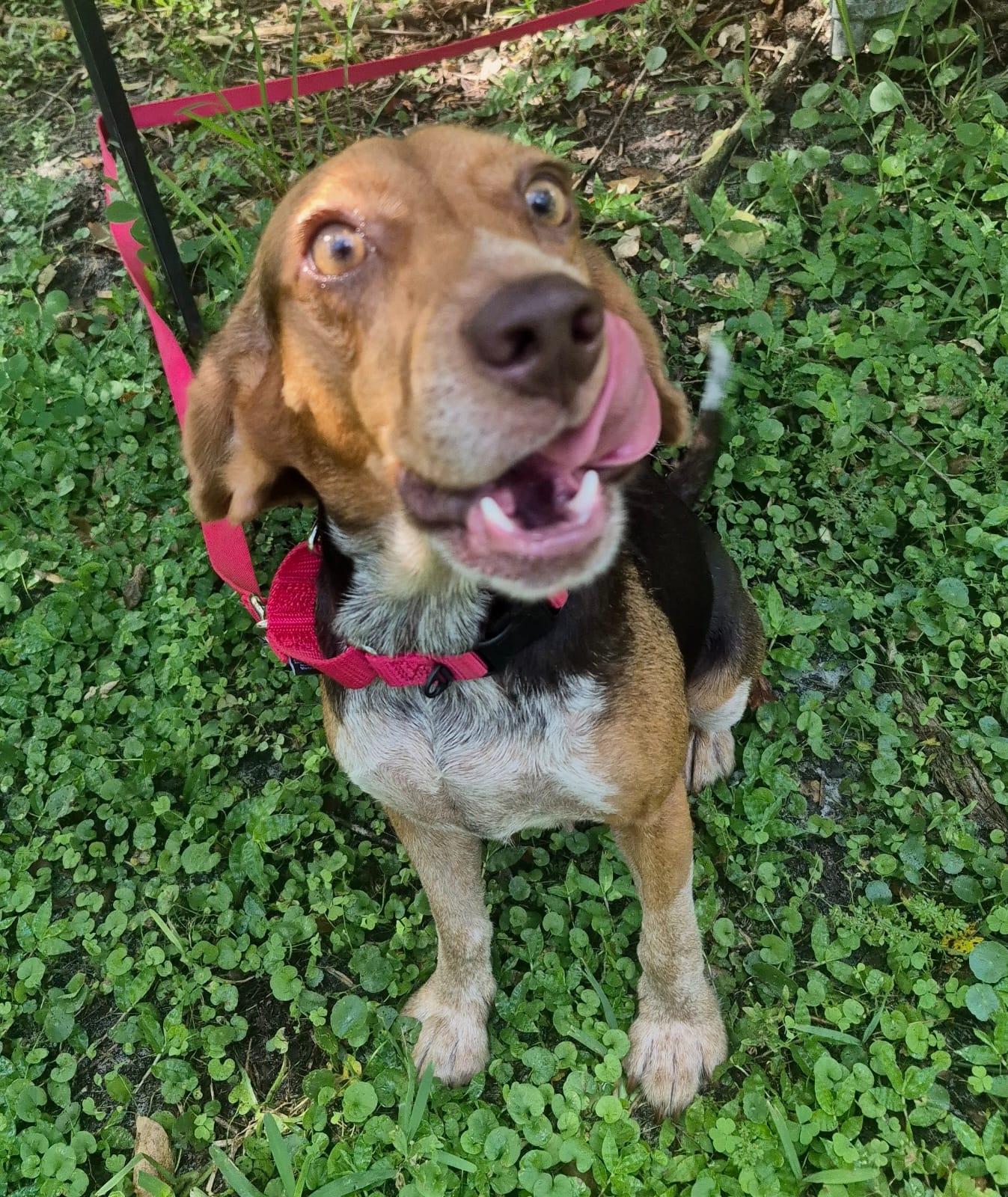 Enlarge Rue, a Adoptable Beagle in Dunnellon, FL image 1/3