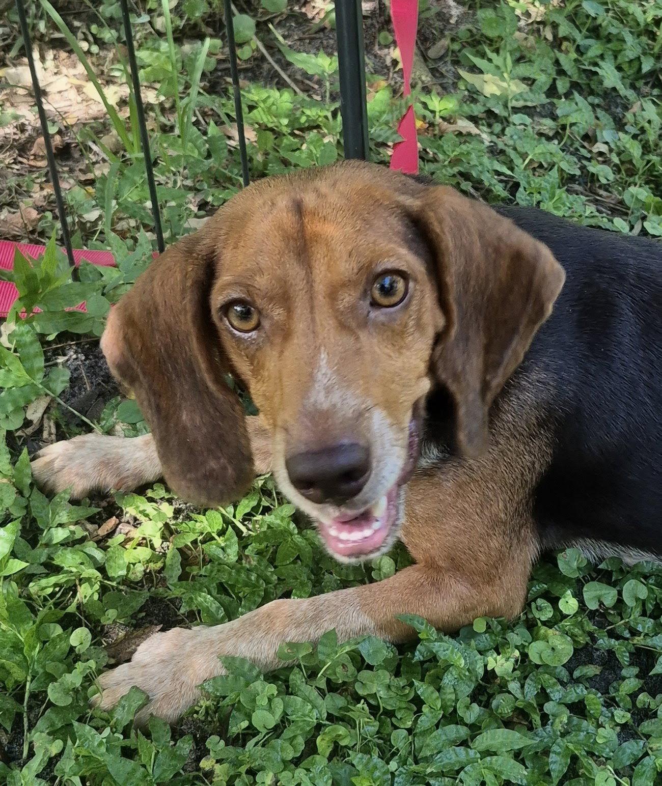 Enlarge Rue, a Adoptable Beagle in Dunnellon, FL image 2/3