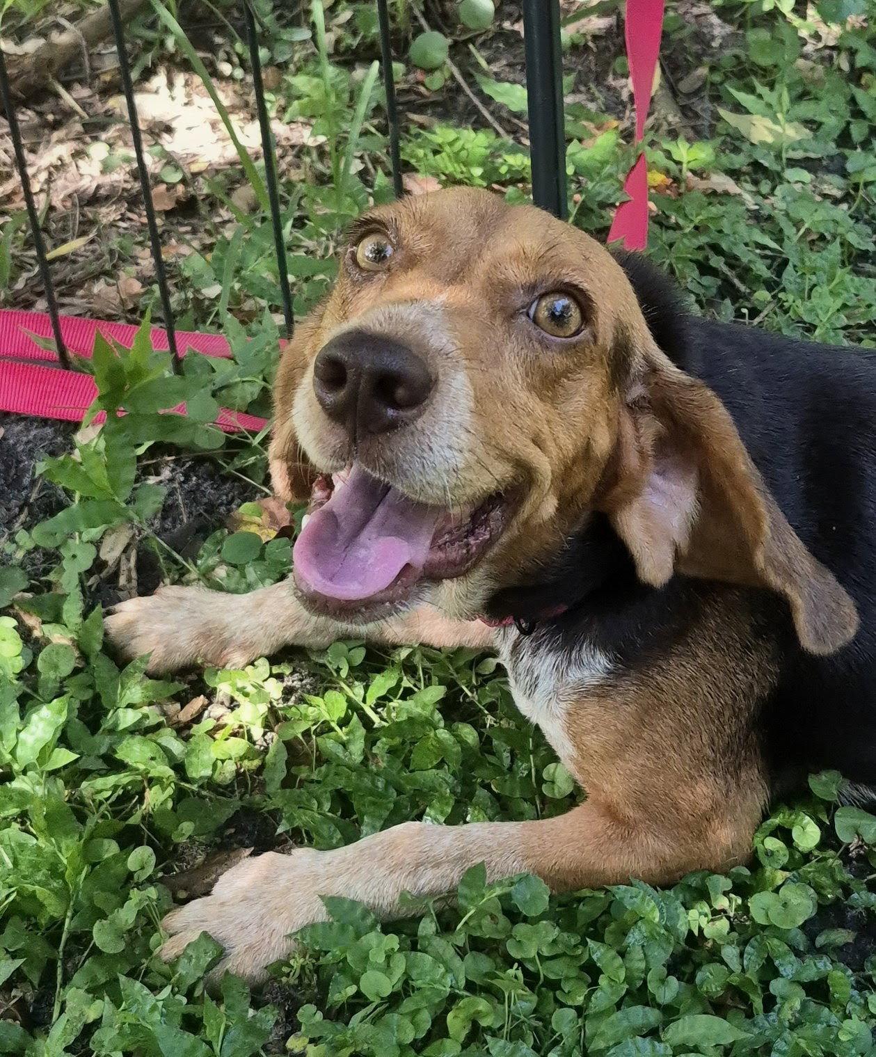 Enlarge Rue, a Adoptable Beagle in Dunnellon, FL image 3/3