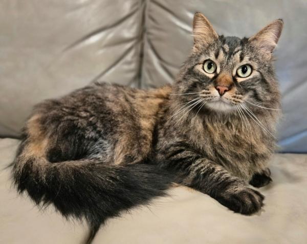 Enlarge METALLICA, a ADOPTABLE mixed breed in Muskego, WI image 1/1