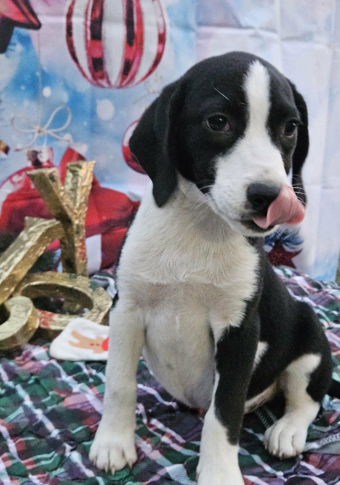 Enlarge Lil St Nick CainRd, a Adoptable mixed breed in Wakefield, RI image 1/3