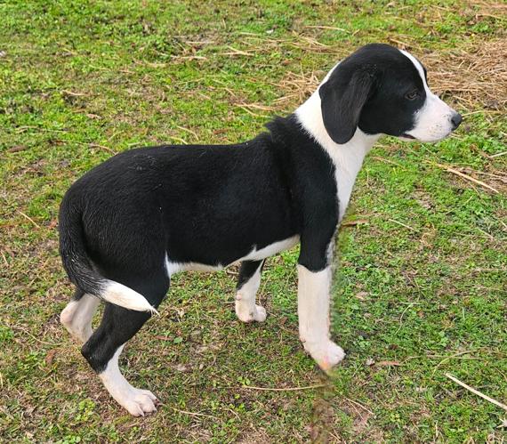 Enlarge Lil St Nick CainRd, a Adoptable mixed breed in Wakefield, RI image 2/3