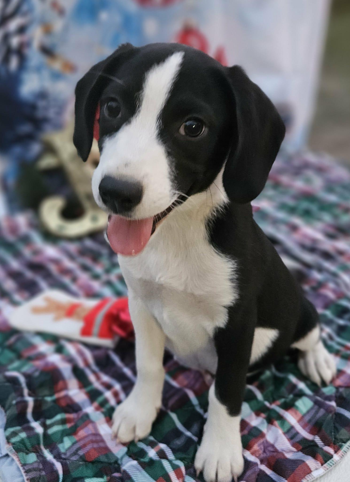 Enlarge Lil St Nick CainRd, a Adoptable mixed breed in Wakefield, RI image 3/3