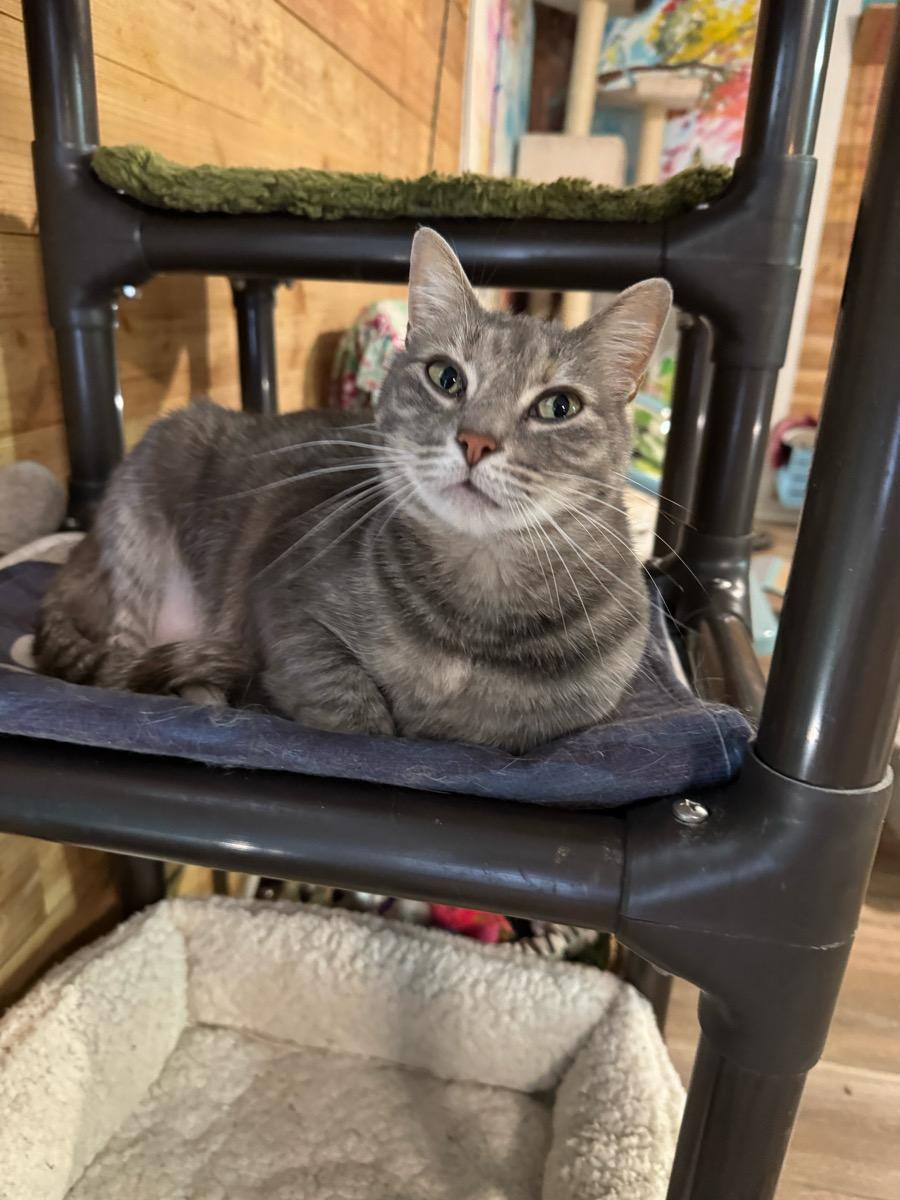 KiKi, a Adoptable Dilute Calico in Temecula, CA image 1/3