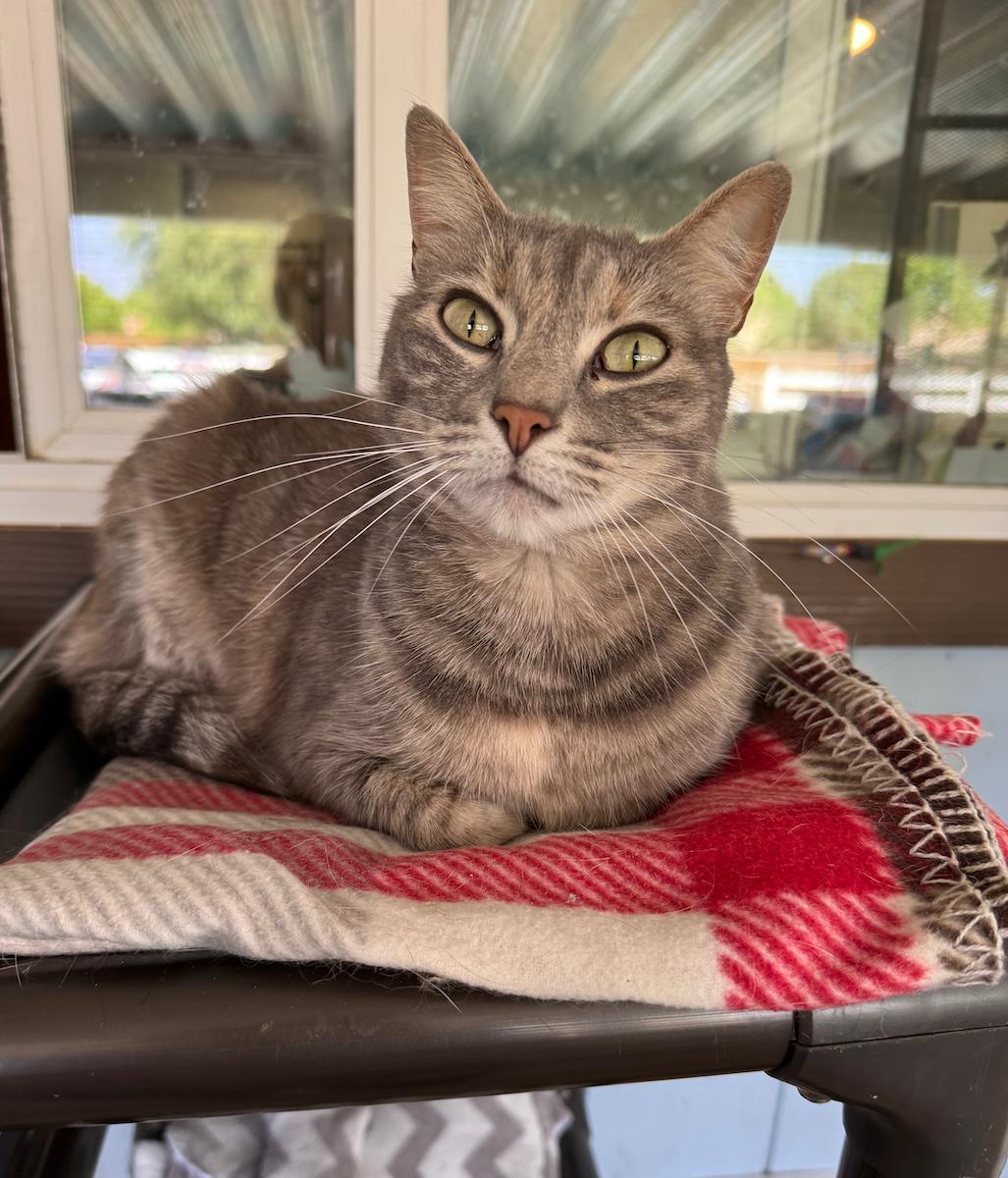 KiKi, a Adoptable Dilute Calico in Temecula, CA image 2/3