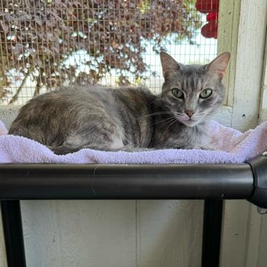 KiKi, a Adoptable Dilute Calico in Temecula, CA image 3/3